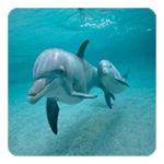 Logo of Dolphins Live Wallpaper android Application 