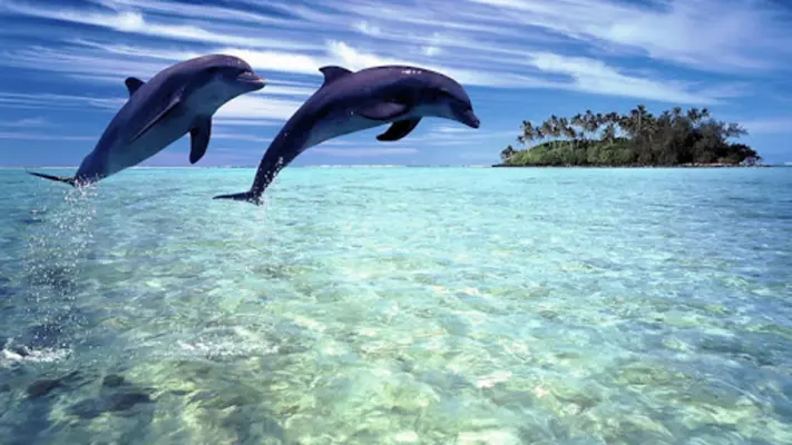 Dolphins Live Wallpaper android App screenshot 0