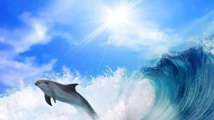 Dolphins Live Wallpaper android App screenshot 1