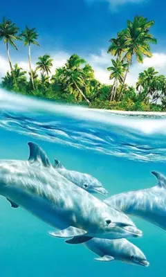 Dolphins Live Wallpaper android App screenshot 2