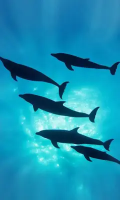 Dolphins Live Wallpaper android App screenshot 3