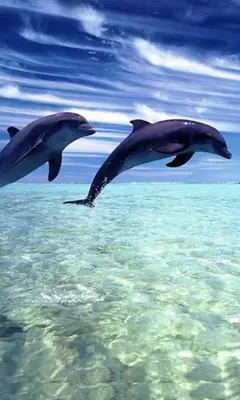 Dolphins Live Wallpaper android App screenshot 6